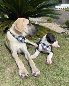 Bandana Xadrez na internet