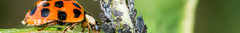 Banner da categoria Monitoramento Ambiental e de Pragas (Campo)