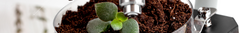 Banner da categoria Análise de Plantas e Fisiologia Vegetal