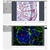 SOFTWARE MOSAIC V2.0: Controle, Captura e Análise de Imagens para Microscopia com Precisão e Recursos Avançados. - TDS Instrumental