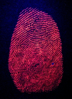 POLVO ESTANDAR FLUORESCENTE REDesent™ - SIRCHIE ®